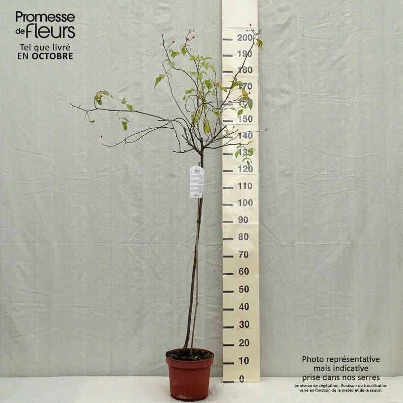 Exemplaar van Rosa Guirlande d'Amour- Stamroos Pot van 7,5 l/10 l, Stengel zoals geleverd in de herfst