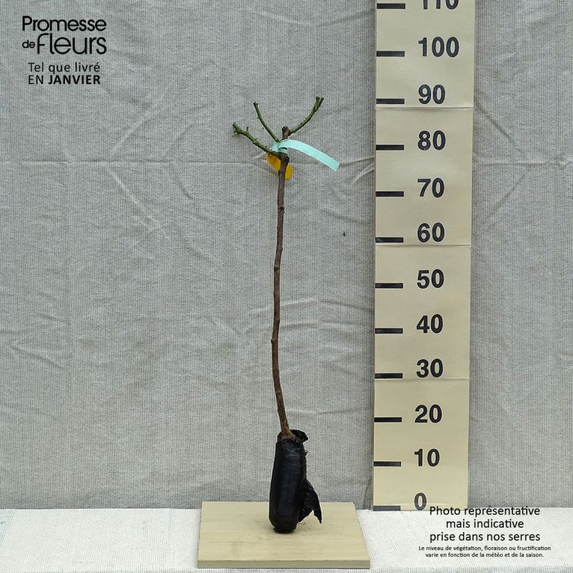 Example of Rosa Hansestadt Rostock - Stamroos Naakte wortel, Stengel as you get in hiver