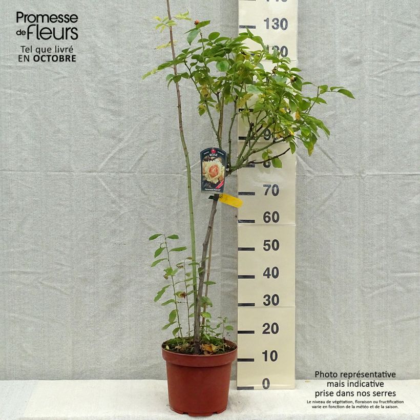 Exemplaar van Rosa Hansestadt Rostock - Stamroos Pot van 4 l/5 l, Stengel zoals geleverd in de herfst