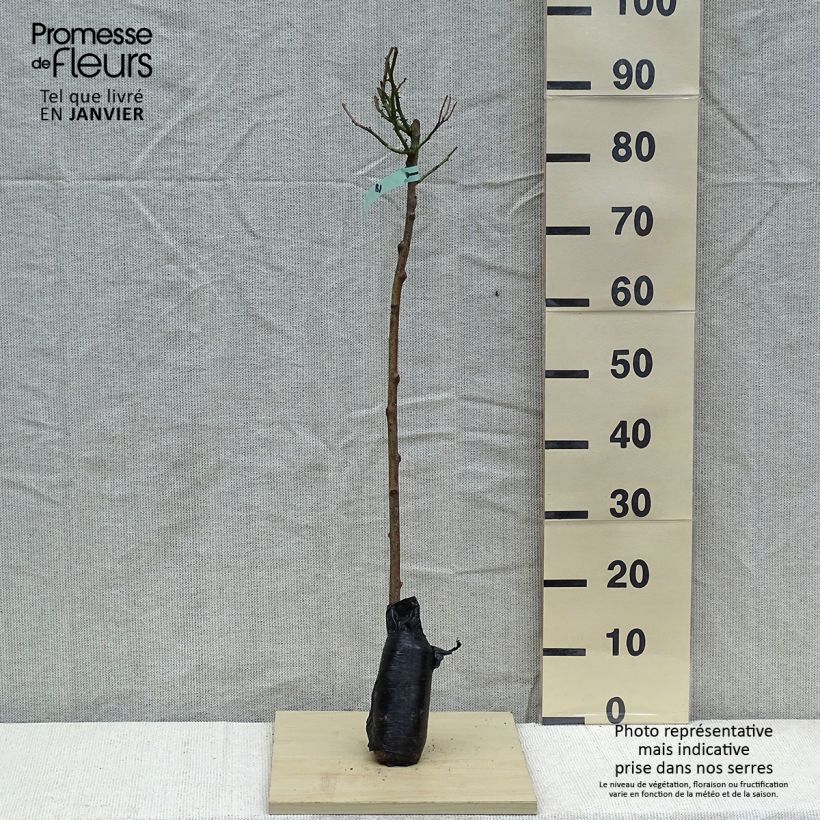 Example of Rosa Heidi Klum - Stamroos In kluit, Stengel as you get in hiver