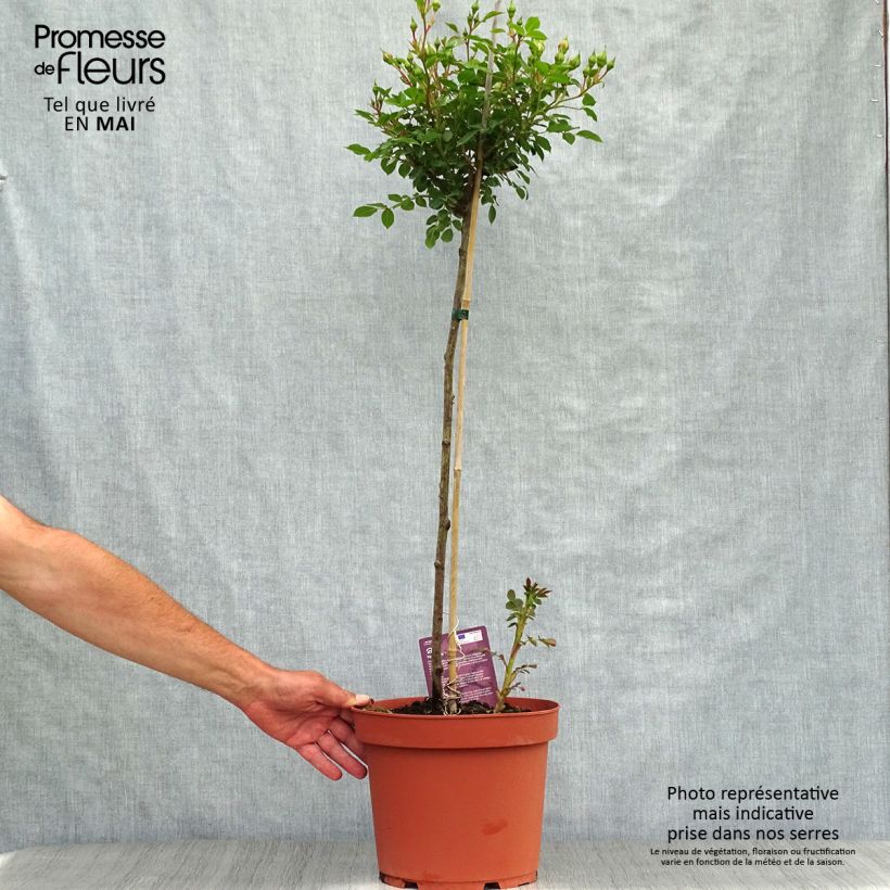 Exemplaar van Rosa Honeymilk - Stamroos Pot van 7,5 l/10 l, Stengel zoals geleverd in de lente