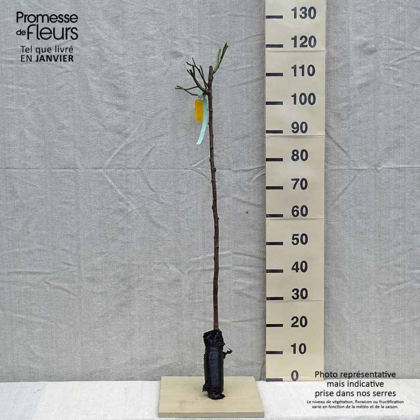 Example of Rosa Iceberg - Stamroos Naakte wortel, Stengel as you get in hiver