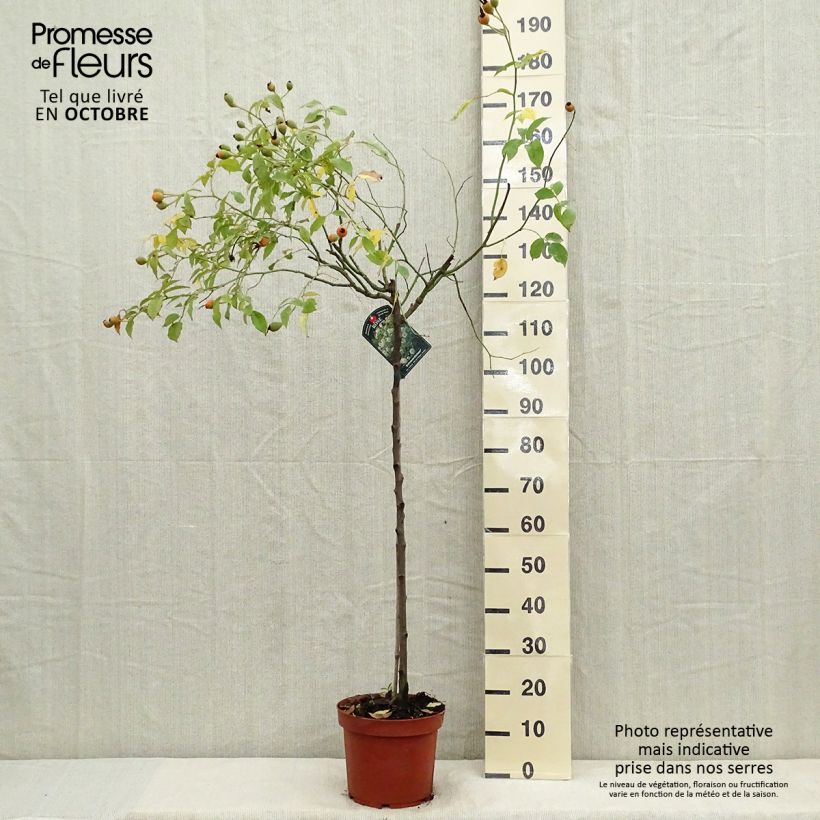 Exemplaar van Rosa Iceberg - Stamroos Pot van 7,5 l/10 l, Stengel zoals geleverd in de herfst