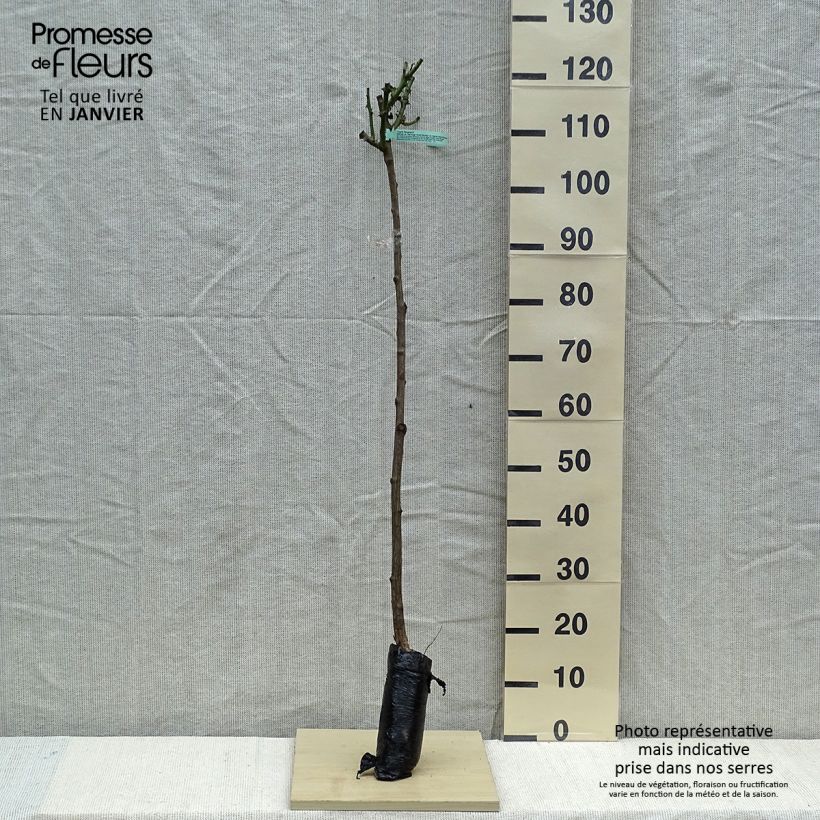 Example of Rosa Ingrid Bergman - Stamroos In kluit, Stengel as you get in hiver