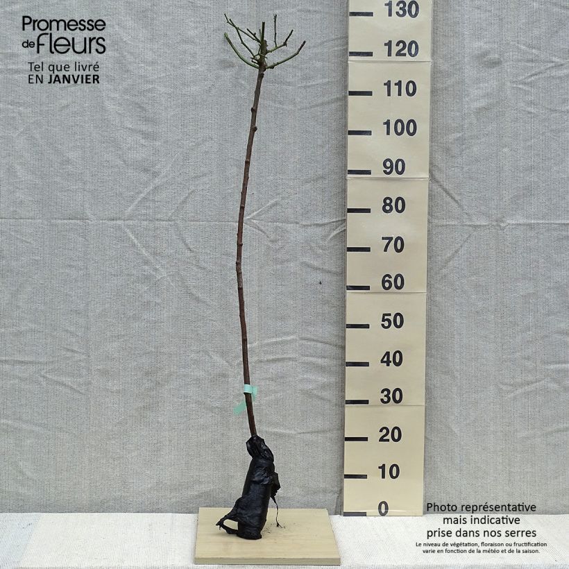 Example of Rosa Lavender Dream - Stamroos In kluit, Stengel as you get in hiver