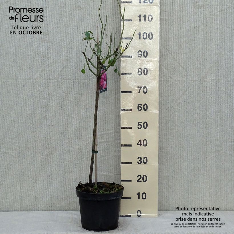 Exemplaar van Rosa Leonardo da Vinci - Stamroos Pot van 4 l/5 l, Stengel zoals geleverd in de herfst
