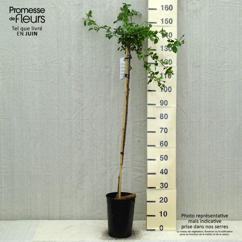 Exemplaar van Rosa New Dawn - Stamroos Pot van 7,5 l/10 l zoals geleverd in de zomer