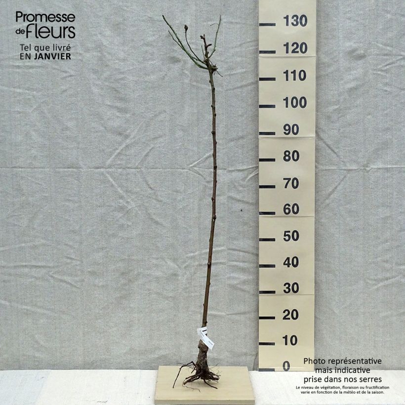 Example of Rosa Parfum Royal - Stamroos Naakte wortel, Stengel as you get in hiver