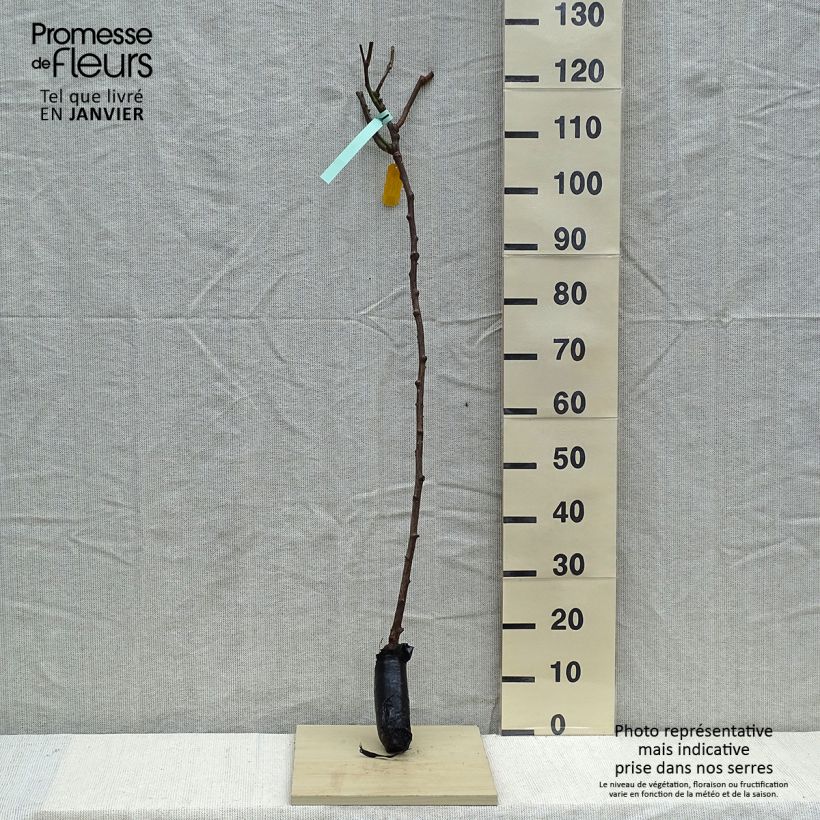 Example of Rosa Queen Elizabeth - Stamroos In kluit, Stengel as you get in hiver