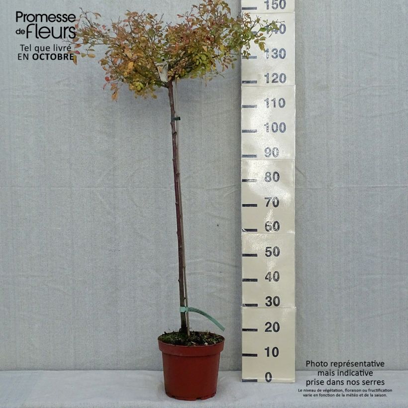 Exemplaar van Rosa The Fairy - Stamroos Pot van 7,5 l/10 l, Stengel zoals geleverd in de herfst