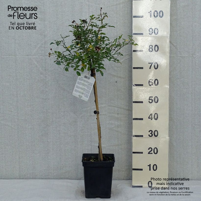 Exemplaar van Rosa The Fairy - Stamroos Pot van 4 l/5 l, Stengel zoals geleverd in de herfst