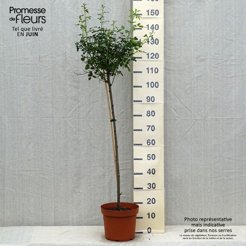 Exemplaar van Rosa Toscana - Stamroos Pot van 4 l/5 l, Stengel zoals geleverd in de zomer