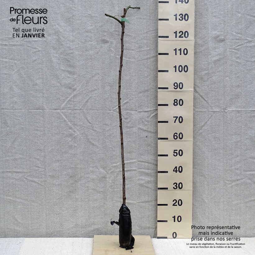 Example of Rosa New Dawn - Stamroos In kluit as you get in hiver