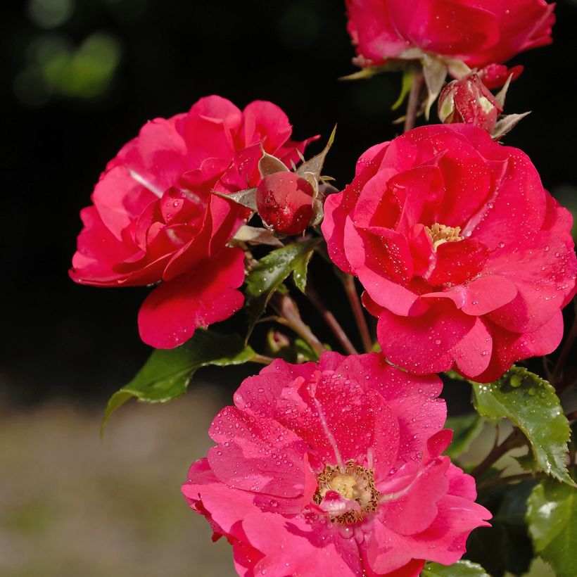 Rosa Xenia - Trosroos (Bloei)