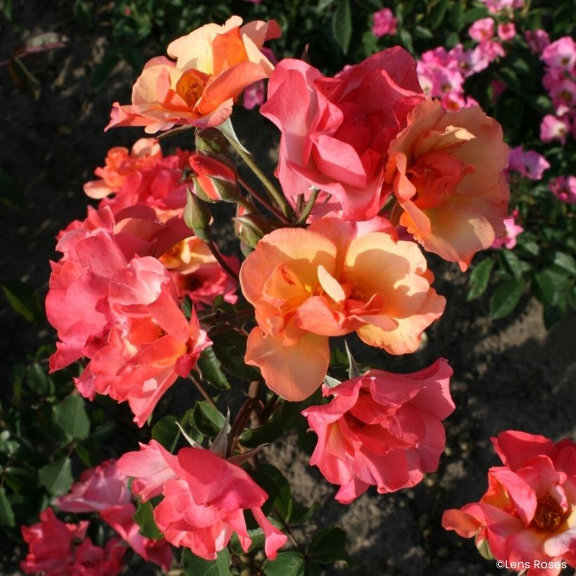 Rosa Esch-sur-Sûre - Muskusroos (Flowering)