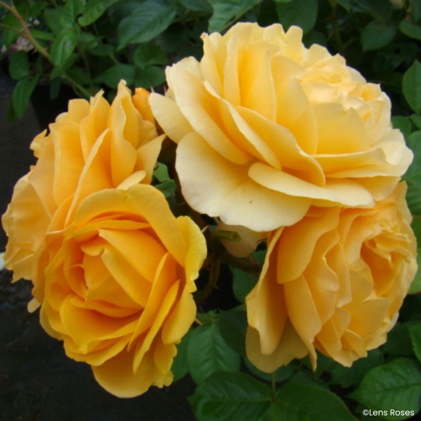 Rosa Absolutely Fabulous - Trosroos (Bloei)