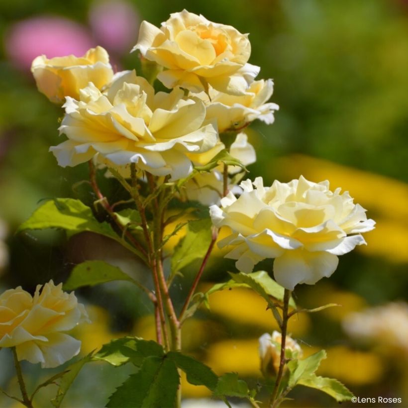 Rosa Lady in Gold - Trosroos (Bloei)