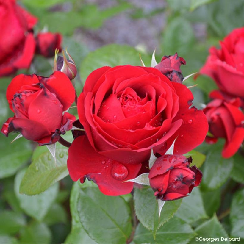 Rosa Société Nationale d'Horticulture de France - Trosroos (Bloei)