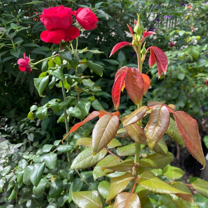 Rosa Société Nationale d'Horticulture de France - Trosroos (Blad)