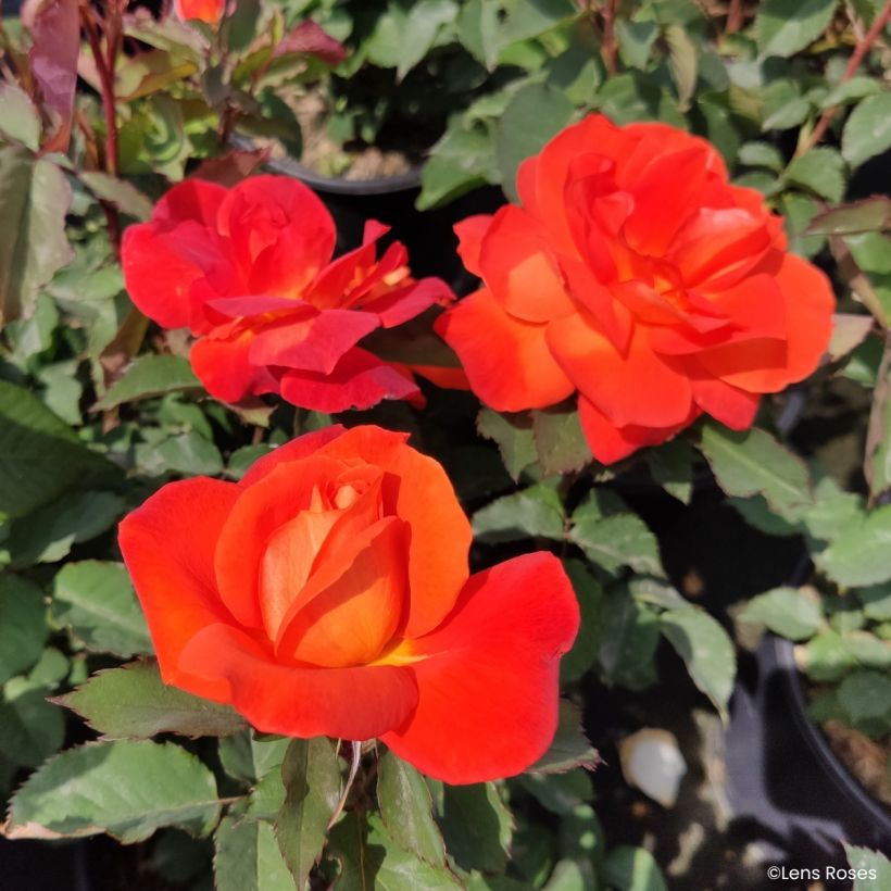 Rosa Super Trouper - Trosroos (Bloei)