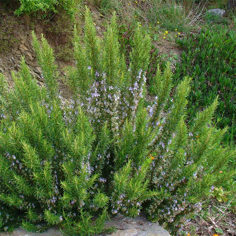 Rosmarinus officinalis - Rozemarijn (Groeiplaats)