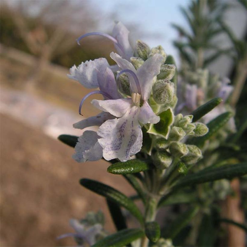 Rosmarinus officinalis Albiflorus - Rozemarijn (Flowering)