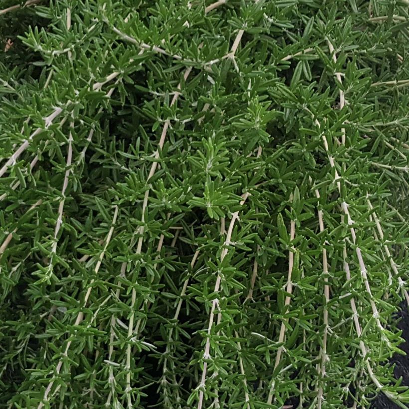 Rosmarinus officinalis Blue Cascade - Rozemarijn retombant (Blad)