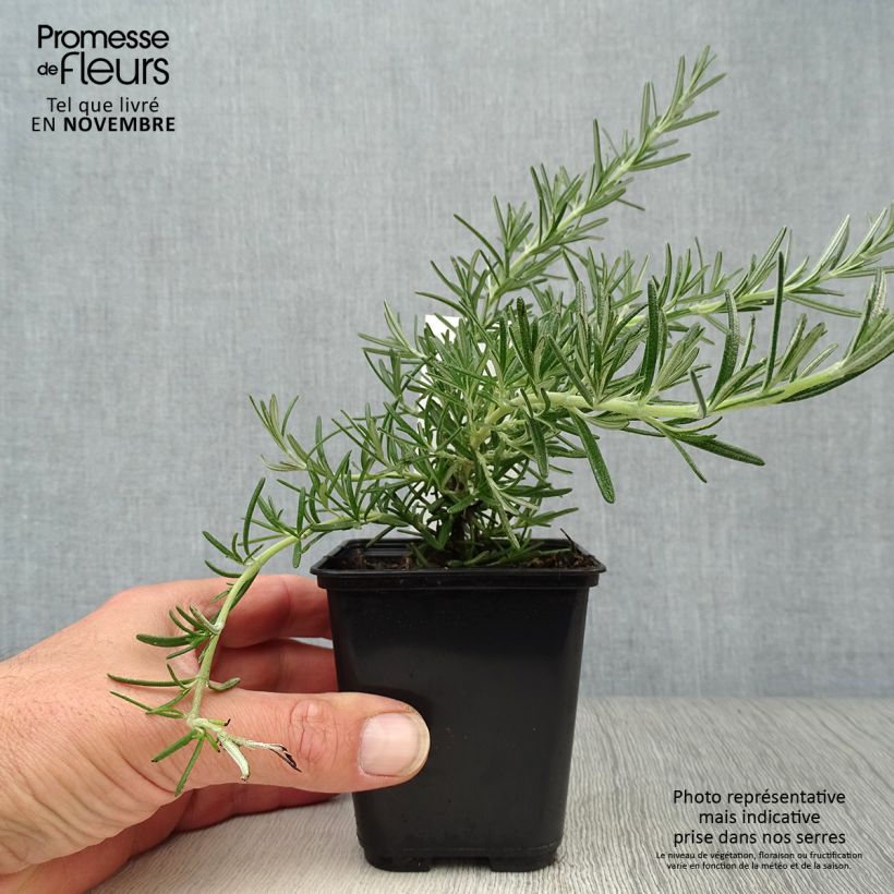 Exemplaar van Rosmarinus officinalis Blue Cascade - Rozemarijn retombant Kweekpotje van 8/9 cm zoals geleverd in de herfst
