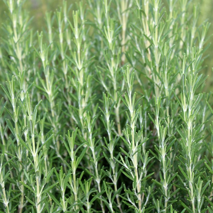 Rosmarinus officinalis Miss Jessopps Upright - Rozemarijn (Groeiplaats)