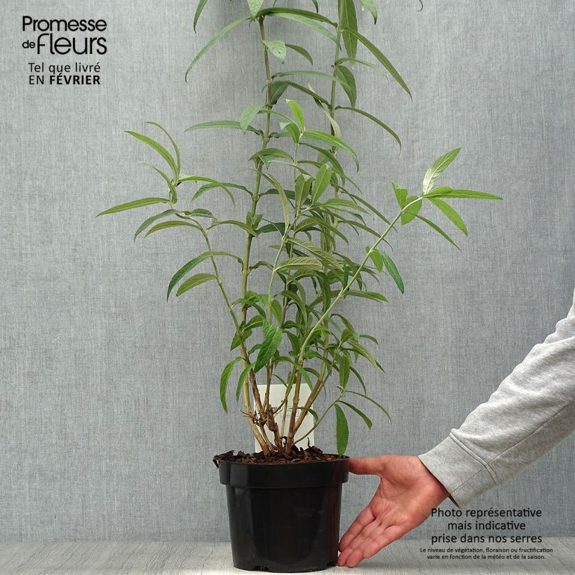 Exemplaar van Rostrinucula dependens Happy Cascade - Hangende buddleja Pot van 3 l/4 l zoals geleverd in de herfst