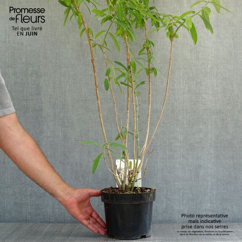 Exemplaar van Rostrinucula dependens Happy Cascade - Hangende buddleja Pot van 3 l/4 l zoals geleverd in de zomer