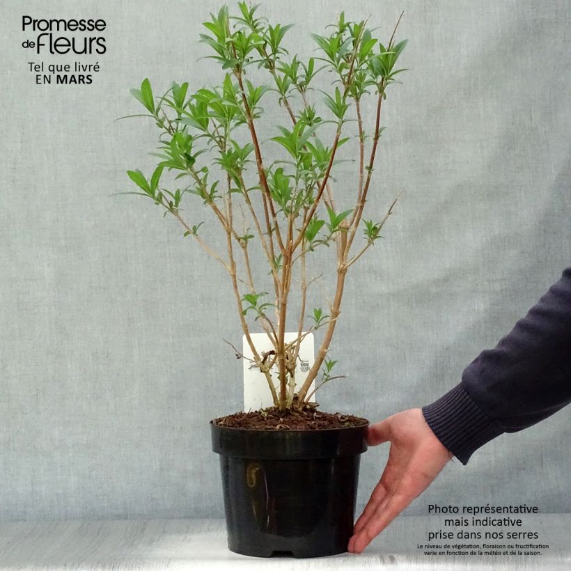 Exemplaar van Rostrinucula dependens Happy Cascade - Hangende buddleja Pot van 3 l/4 l zoals geleverd in de lente