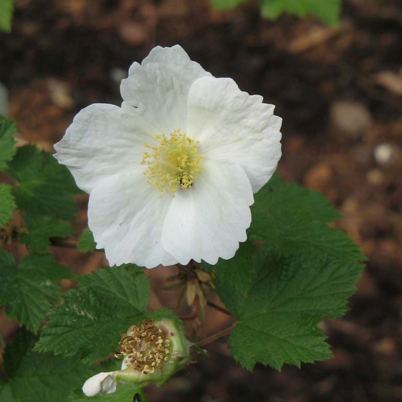 Rubus tridel Benenden - Sierbraam (Bloei)