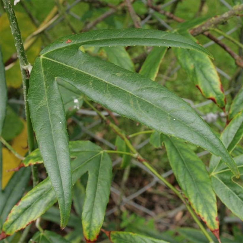 Rubus henryi bambusarum - Chinese braam (Foliage)