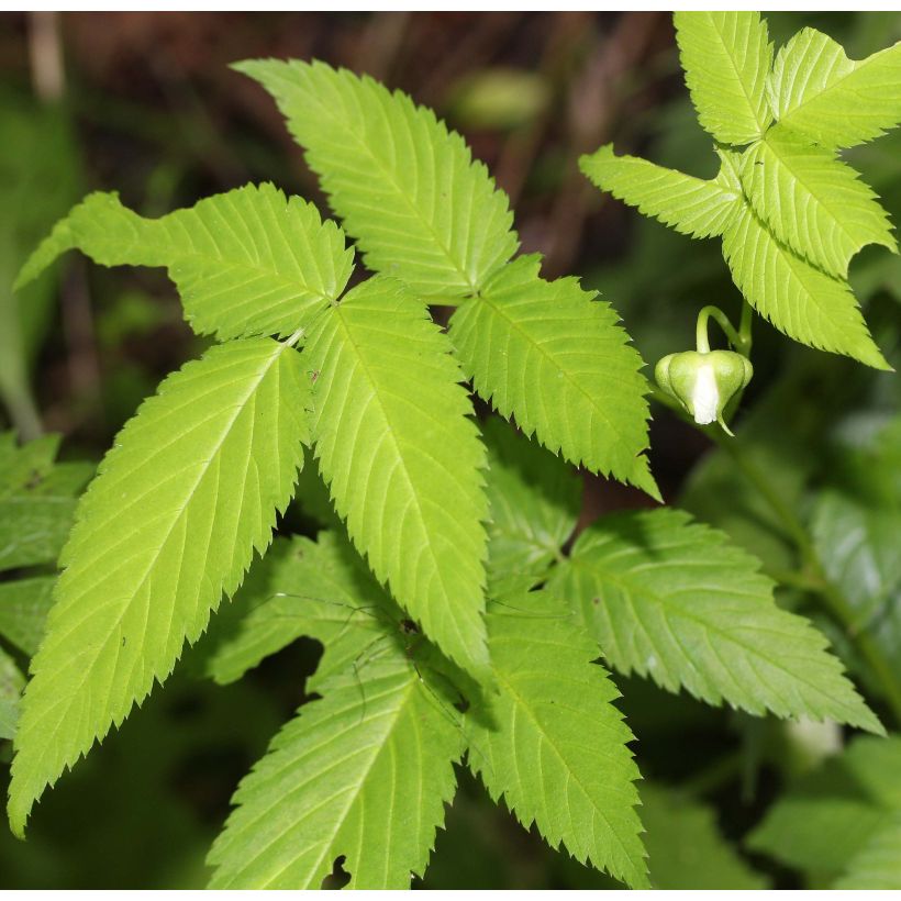 Rubus illecebrosus - Aardbeiframboos (Blad)