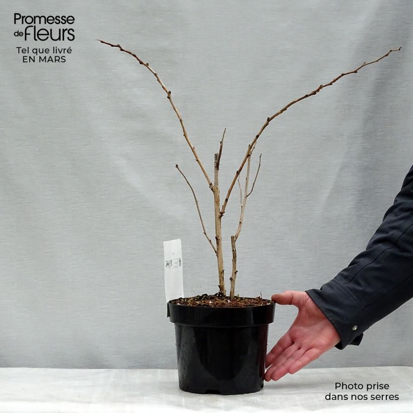 Example of Rubus odoratus - Roodbloeiende framboos Pot van 3 l/4 l as you get in printemps
