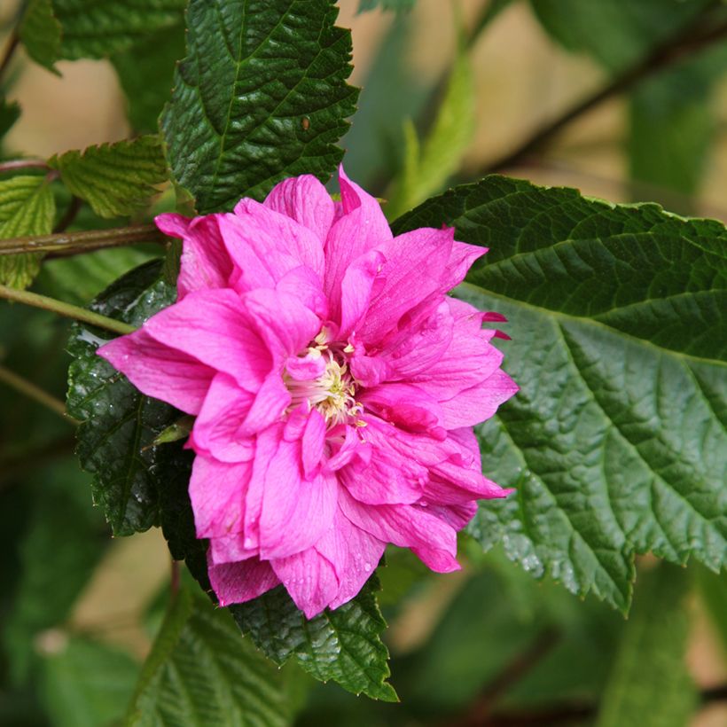 Rubus spectabilis Olympic Double - Prachtframboos (Bloei)