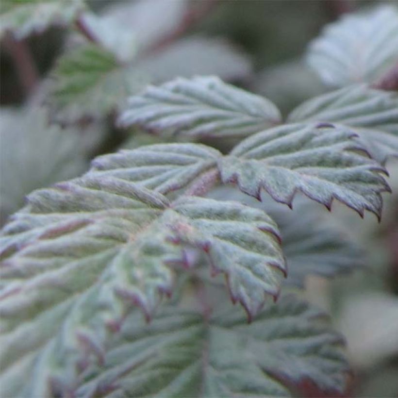 Rubus thibetanus Silver Fern - Sierbraam (Foliage)