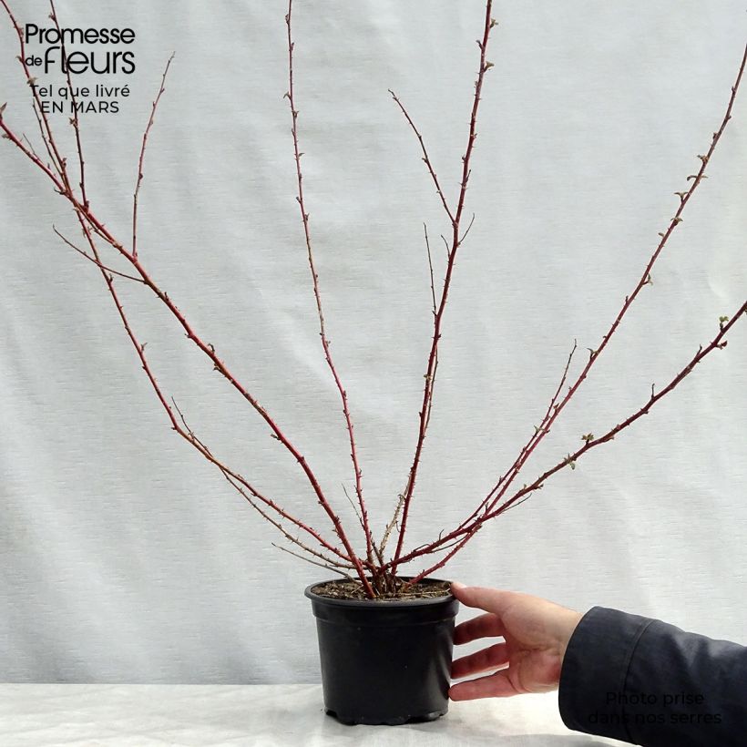 Example of Rubus thibetanus Silver Fern - Sierbraam Pot van 3 l/4 l as you get in printemps