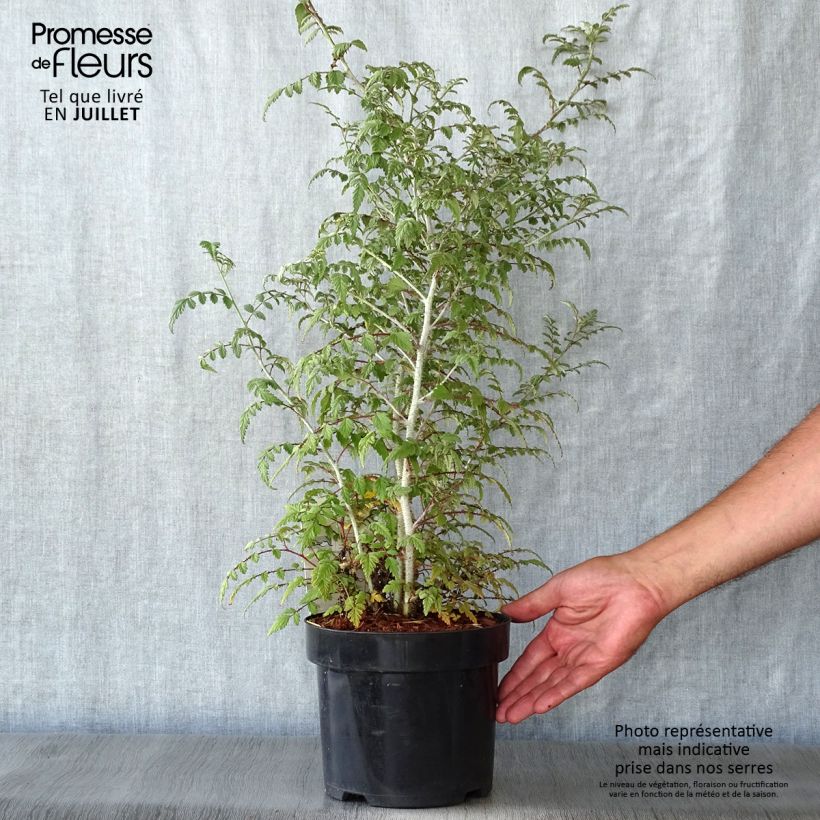 Exemplaar van Rubus thibetanus Silver Fern - Sierbraam Pot van 3 l/4 l zoals geleverd in de zomer