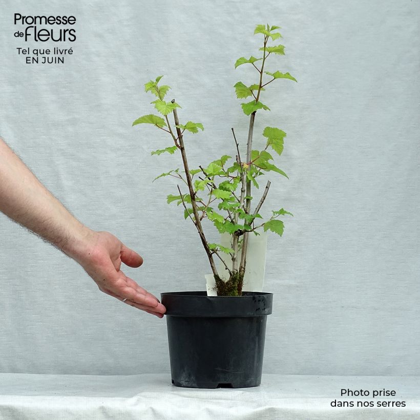 Exemplaar van Rubus tridel Benenden - Sierbraam Pot van 3 l/4 l zoals geleverd in de zomer