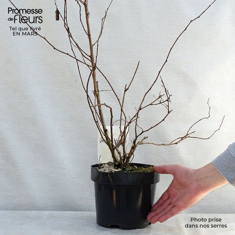 Exemplaar van Rubus tridel Benenden - Sierbraam Pot van 3 l/4 l zoals geleverd in de lente