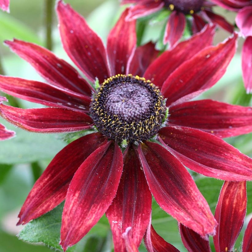 Rudbeckia Cherry Brandy - Zonnehoed (Flowering)