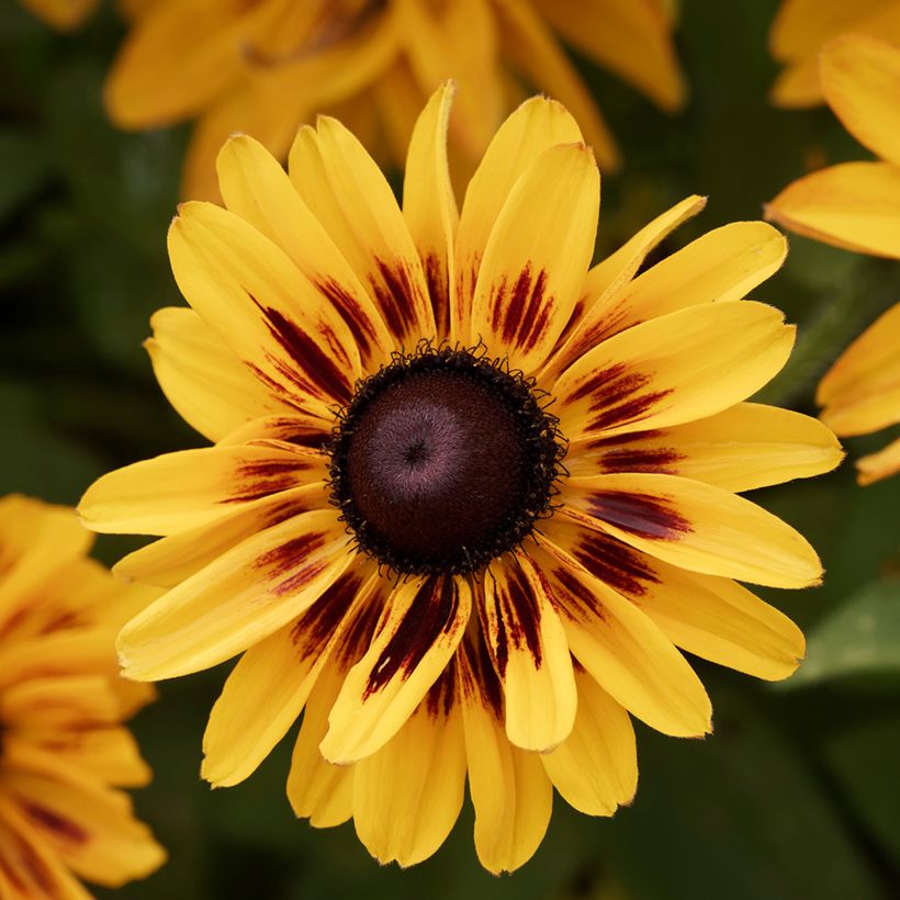 Rudbeckia Giggling SmileyZ - Zonnehoed (Bloei)