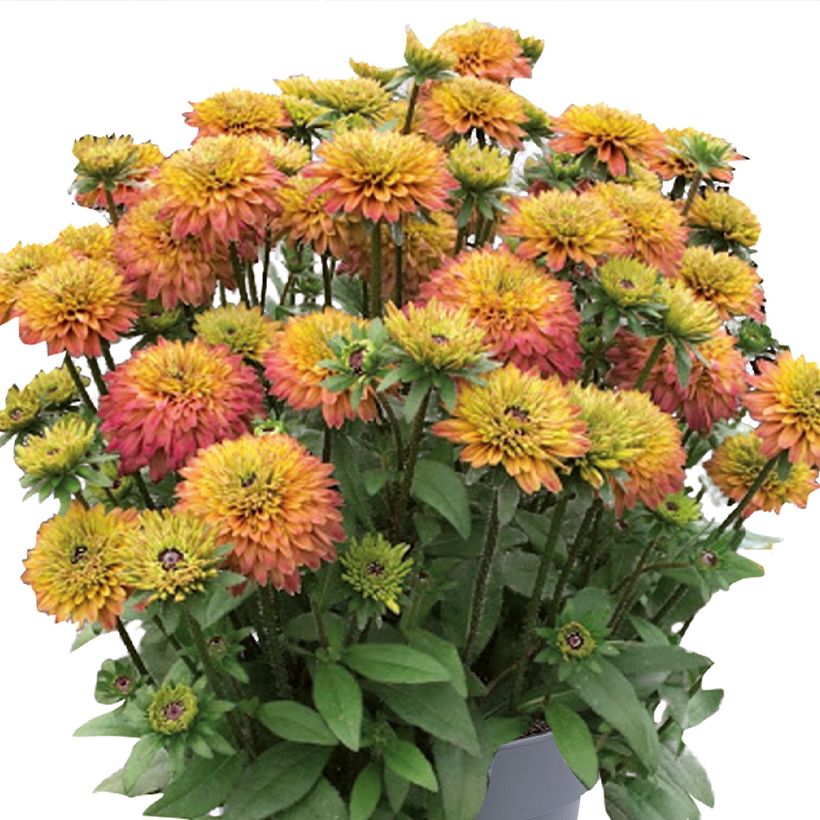 Rudbeckia Rudy Double Rose Yellow - Zonnehoed (Bloei)