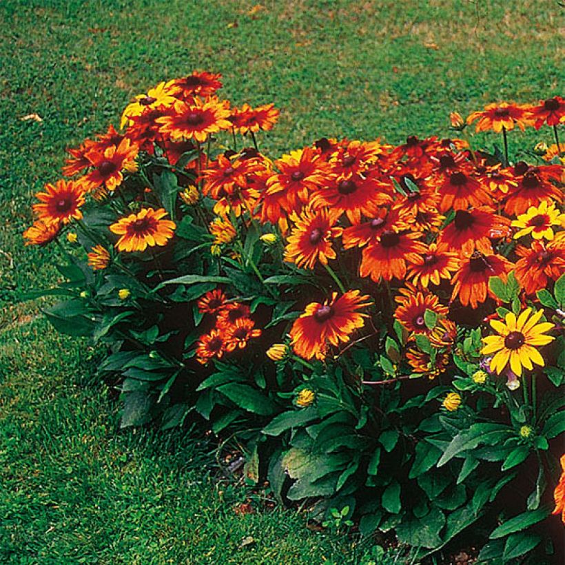 Rudbeckia Autumn Colors - Zonnehoed (Groeiplaats)