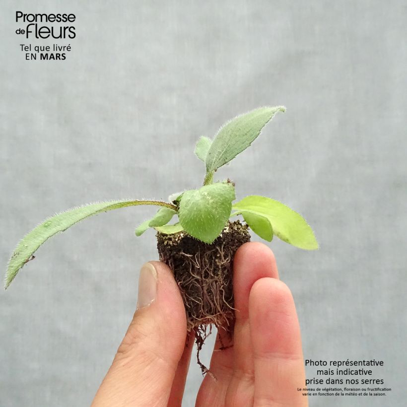 Example of Rudbeckia Cherry Brandy - Zonnehoed Kluitplant: kluit 3,8 cm x 3,2 cm in een tray voor 16 planten as you get in printemps