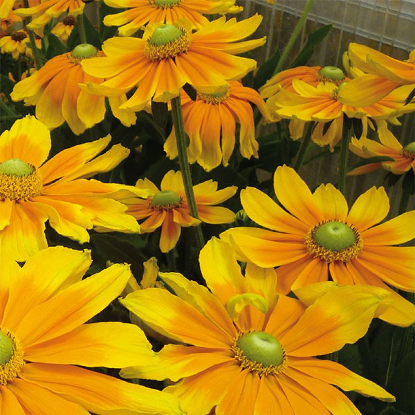 Rudbeckia Prairie Sun - Zonnehoed (Flowering)