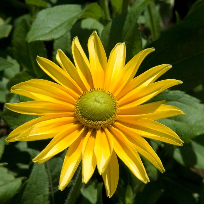 Rudbeckia Prairie Sun - Zonnehoed (Groeiplaats)