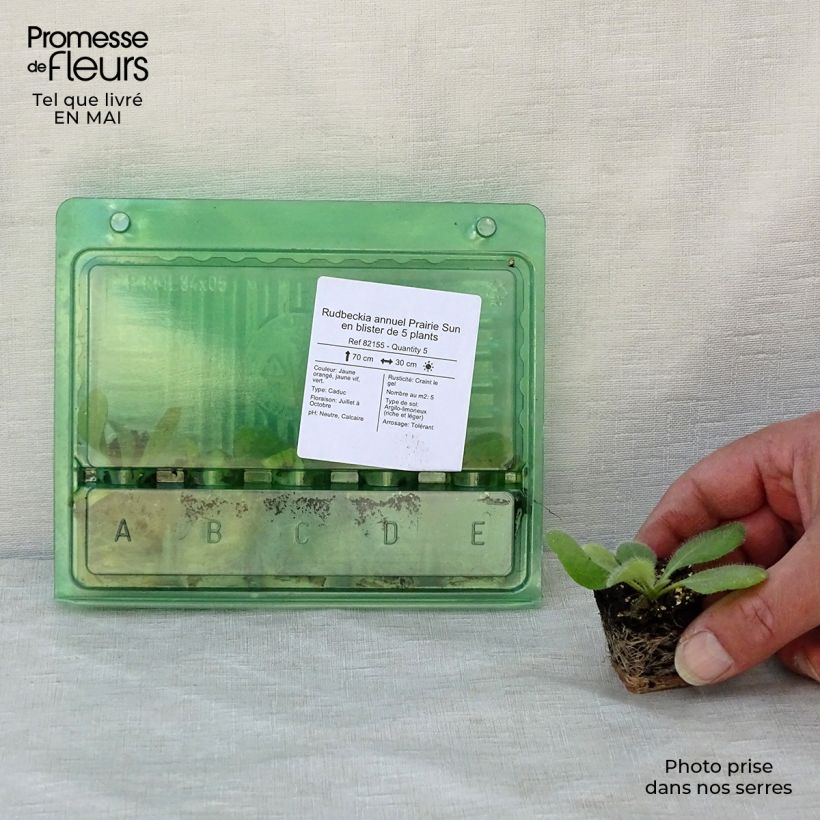 Example of Rudbeckia Prairie Sun - Zonnehoed Mini-mot Ø 3/4 cm as you get in printemps